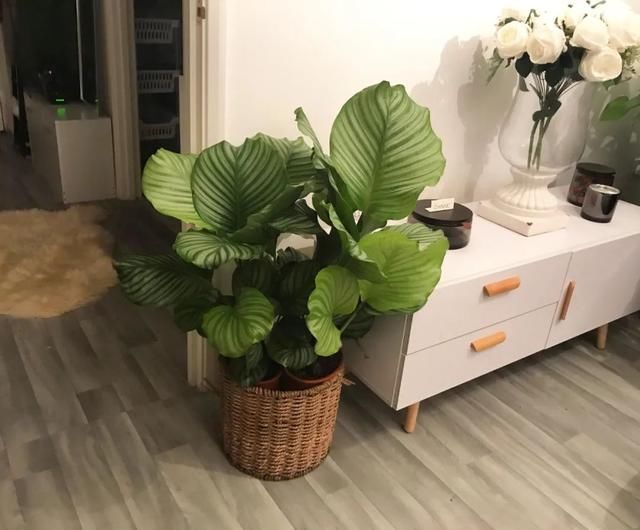 适合@优雅的青苹果竹芋,适合在浴室里养,叶子特别大,耐阴性实在不错