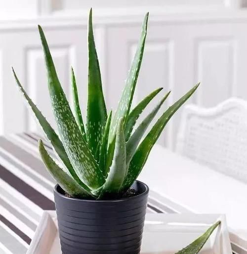  「盆里放点」学生党学业疲劳，盆里放点小盆栽，养眼心情好