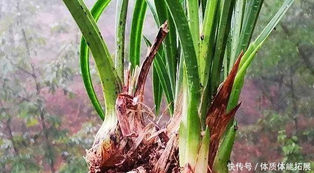 『串串』兰花换盆如果发现这些串串,不要手软,赶快剪切下来!