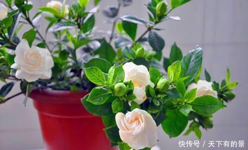  #磷钾#花市上的“栀子”为啥满头花苞，原来有“诀窍”，只需做2步