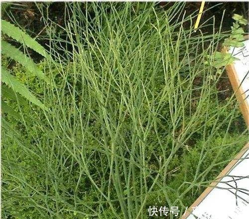 【蕨类植物】蕨类植物|松叶蕨是不是濒危物种如何栽培养护