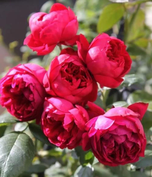  #适合#这5种花卉既好养，又开花鲜艳，花量大，适合新手盆栽养护