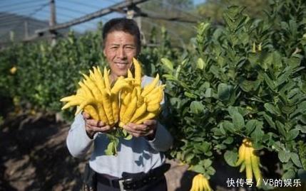 农村靠种这种果子，36岁的农村小伙年成了村里的百万富翁