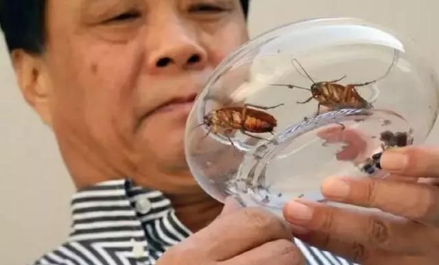 中国最恐怖工厂：养10亿只蟑螂，每天喂50吨饭，政府还给它补贴！