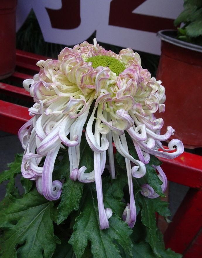  『牡丹』如果你喜欢牡丹，最好留一壶《极品菊花》来卖水雾，像流霞一样飘飘然，雍容华贵