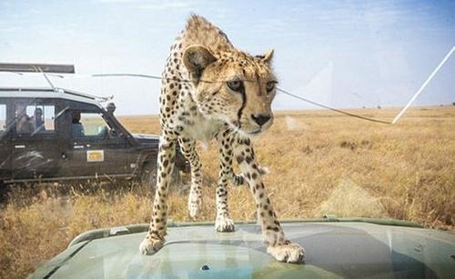 游客开车野餐，感觉天窗一阵震动，抬头发现双好奇目光