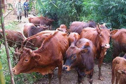  「返乡」返乡夫妻养牛，饲料费一分钱不要，一亩纯赚十万，还能