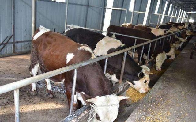 回农村创业从事这几类养殖，前景、收益都不错，值得一试