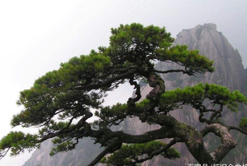 全球最“贵”的树，20多代警卫员全年贴身保护，游客怀疑是塑料