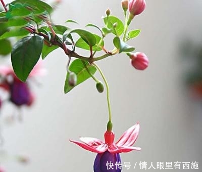 『灯笼花』倒挂金钟又叫灯笼花,花朵十分可爱,如何养护倒挂金钟?
