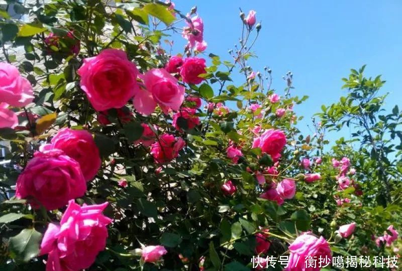  小妙■养花小妙招，花开爆满盆