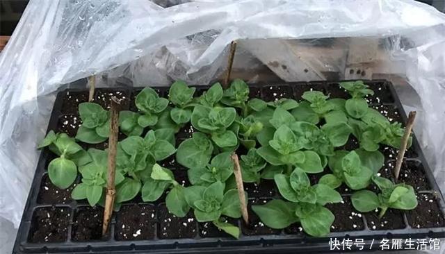 『爆花』开败的矮牵牛,剃头15天又爆花,剪下来的枝条再扦插,1盆变100盆
