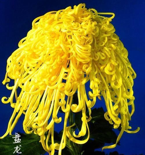  养盆■喜欢菊花，不如养盆“菊中精品”盘龙奔月，似四射霞光，金光灿灿