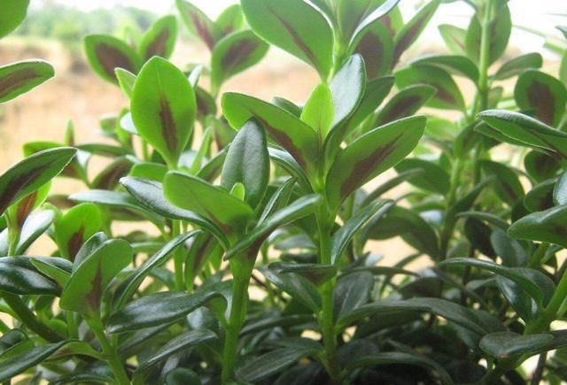  「养护」阳台养1盆这种花，比金边吊兰漂亮，1个种植诀窍，叶翠绿开花多