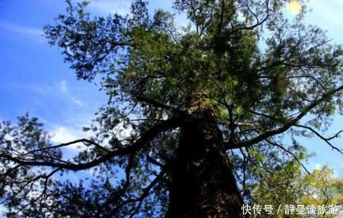  「堪称」中国最珍贵的树，全世界只此一株价值连城，堪称“国宝