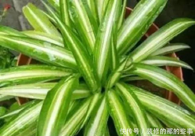 淘米水|老汉3年的吊兰老桩,手痒灌了两勺淘米水,几天就枯萎了,真倒霉