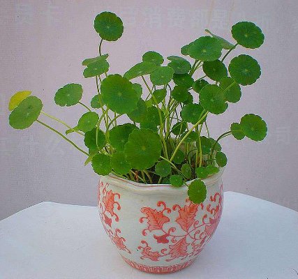  『霸占』5种“懒人花”，不管不问反而爆盆，花色清新美丽，霸占整个阳台
