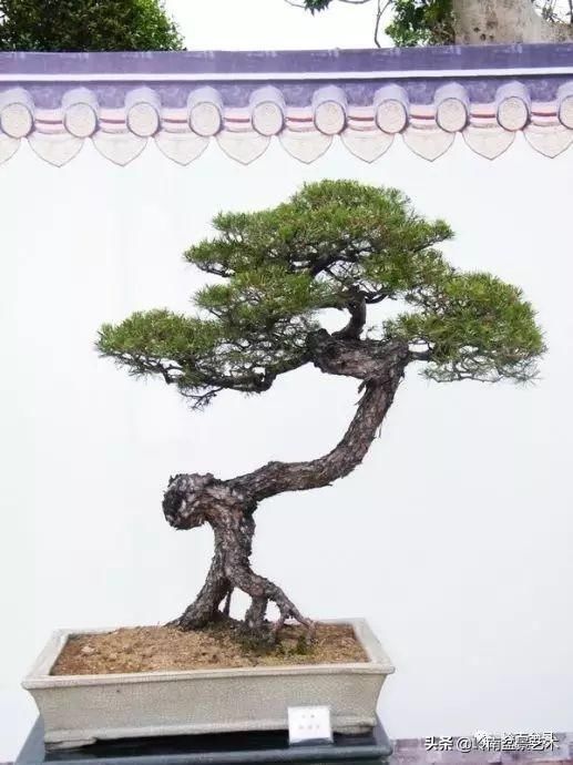 盆景大师都爱玩，山松会否成为下一个热点？