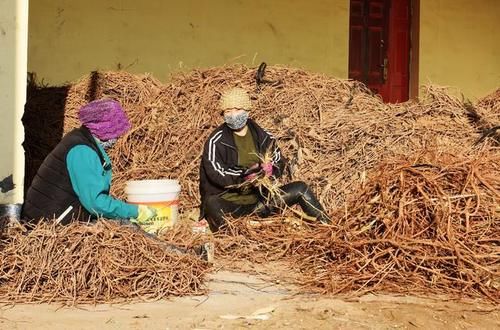  药材■每亩纯收入6500元，真甜！沙漠里种这种药材，固沙又增效