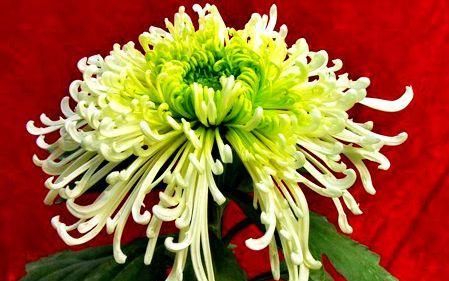  「养盆」喜欢菊花，不如养盆“珍贵名菊”汉宫秋，似美人偏偏，绚丽典雅!