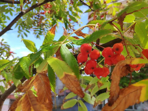 四川最“有前途”的城市，充满魅力和浪漫，外国人最喜欢来这定居