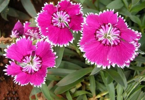  「花芽分化」石竹花养护技巧，放在阳台上，花芽分化极强，开满盆很轻松
