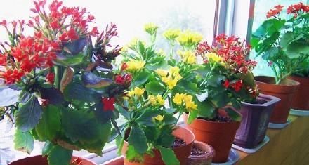  植物@长寿花叶片上的褐色油脂状圆点也是蚧壳虫的一种