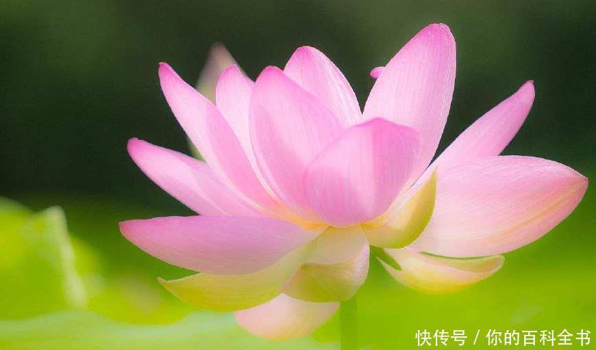 『浪漫』十二个月,十二种花,中国传统花朝节是如此的浪漫美好!