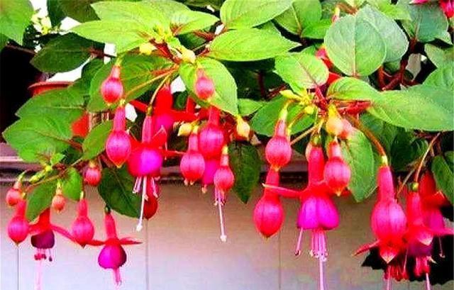 漂亮|3种最适合家庭养殖的“开花机器”,花朵漂亮,1年能开10个月
