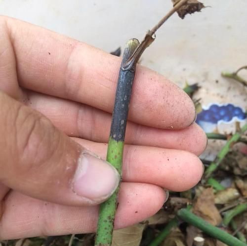  『柳树』植物插迁需要的生根水，不用买到处就有很多，长出的根很是强壮
