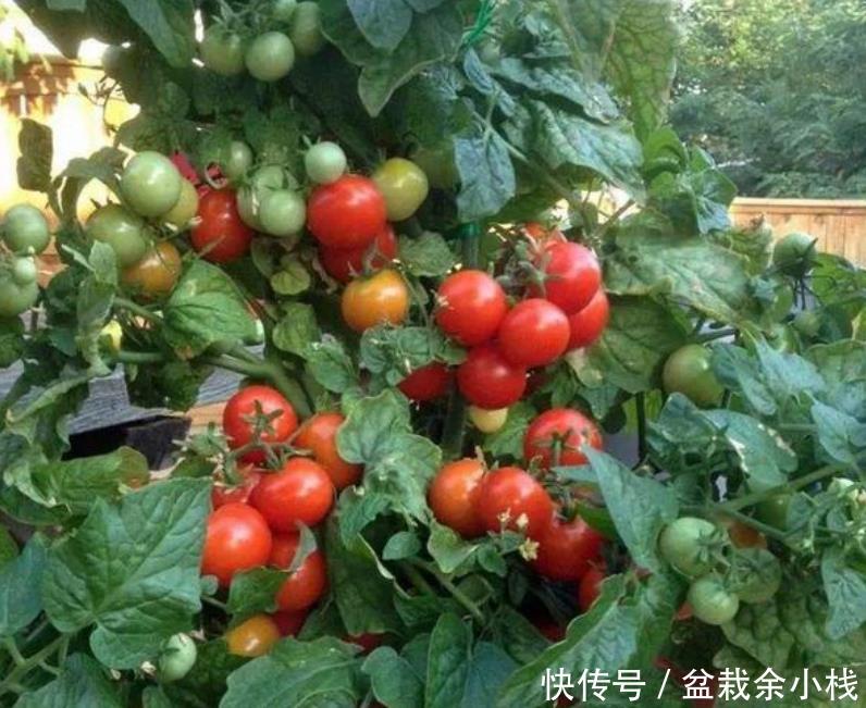 『漂亮』阳台盆栽几盆菜,漂亮又好养,吃完一茬又一茬,够全家吃!