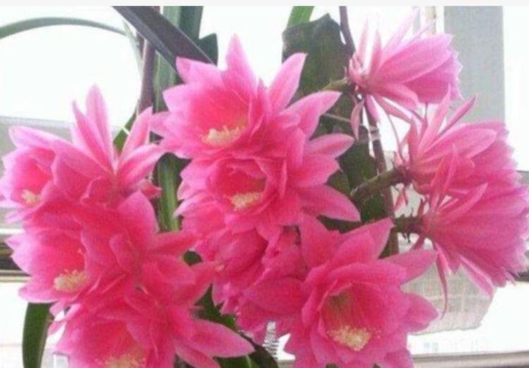 『值钱』养花就养这几种花,好养易活花量大,开花满枝头,越养越值钱