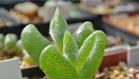  植物|这种晶莹剔透的多肉植物，花友们不要错过，很漂亮！