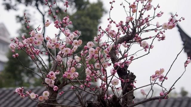  [喜欢]“十大名花”中排名前6的花，家里养1盆，大气、上档次，你喜欢吗