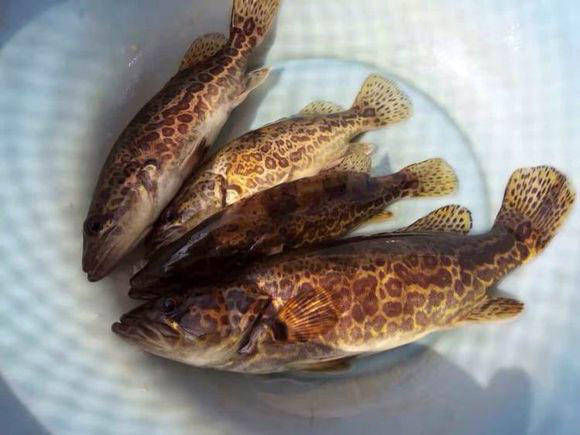  【水域】斑鳜栖居于清净水域，被誉为“淡水鱼之王”