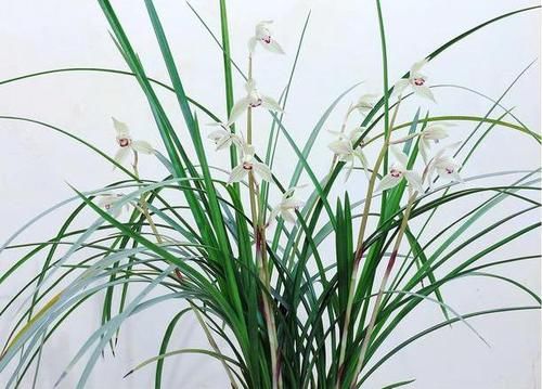  「矿泉水瓶」养兰花有妙招，一个矿泉水瓶倒着放，湿度大，根系旺，花满枝