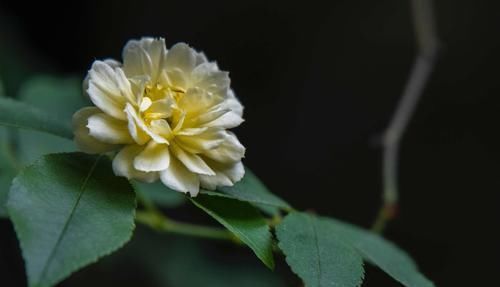  #从此#3种花是天然香水花，家里养一盆，从此香水不用买，满屋飘香