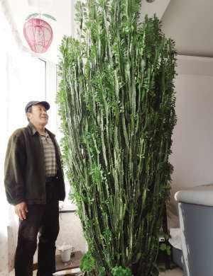 『值钱』2种“镇宅花”,客厅养一盆寓意好,比啥花都强,越养越值钱