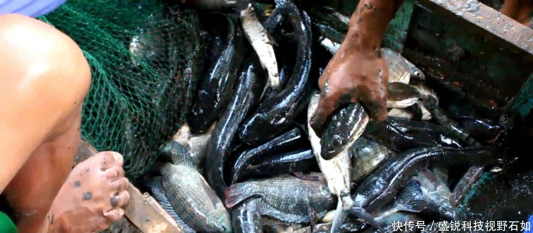 别人家的鱼塘收获 罗非鱼黑鱼不算少, 大虾长达二十厘米
