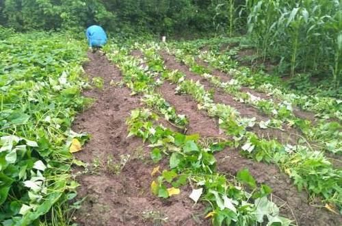  #红薯#农村地瓜高产种植技术，用它做肥料，长出的红薯个大光滑漂亮