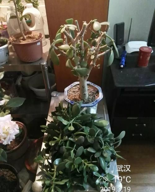  放在散射光好的地方■养了20年的玉树，杆子比大腿还粗，满树白花跟下雪了一样