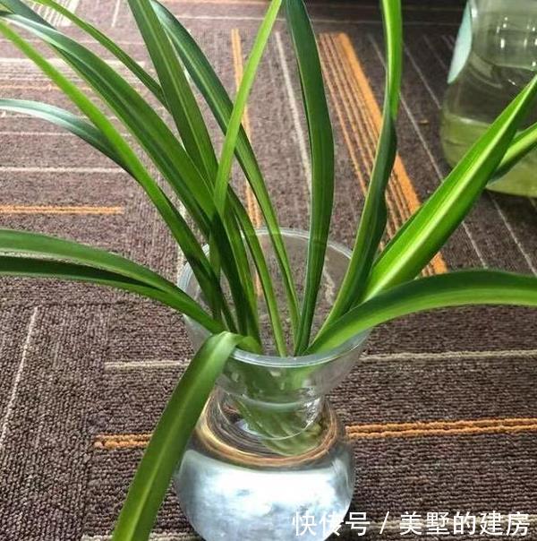  最命■最命大的几种花，随便插个枝就能活，新手都养不死，再不用花钱了