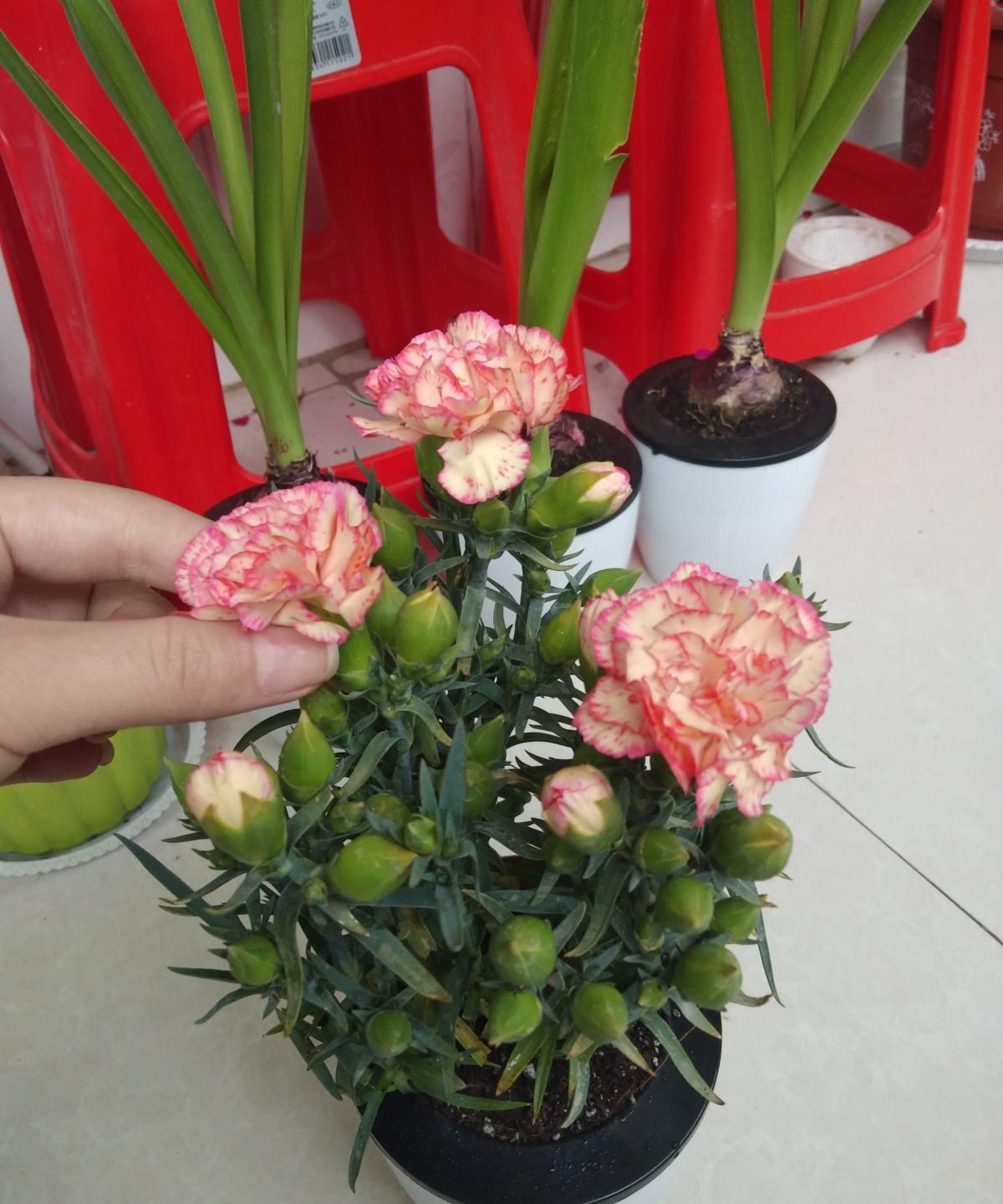  『刚好』现在撒几粒这种子，母亲节刚好长出一捧花，既有心意还省钱！