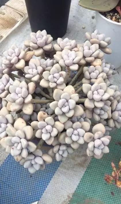  『居然』多肉挤爆了盆！他为啥任性不肯换盆！原因居然是…