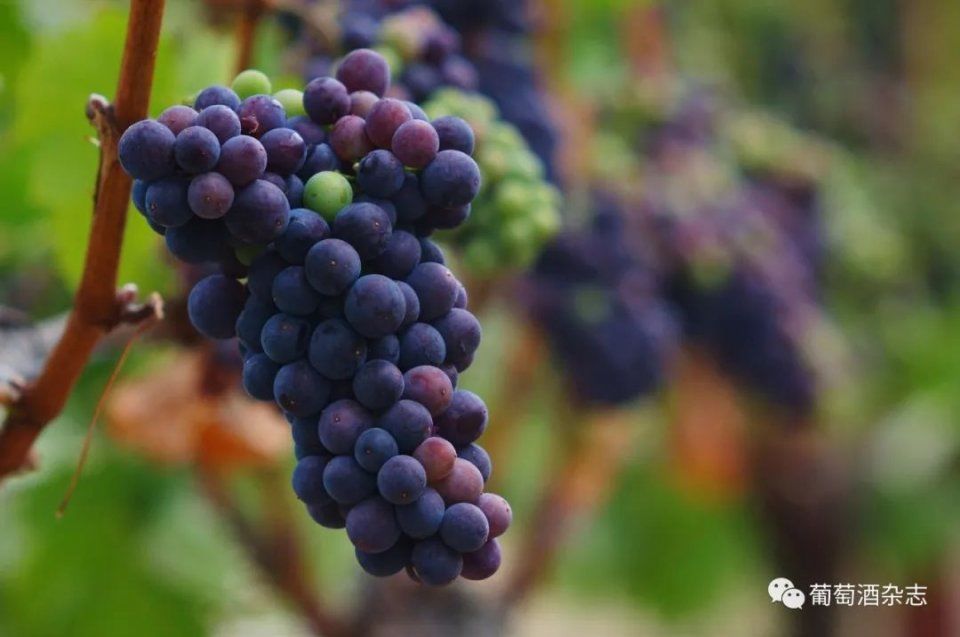 WINE简报 | 央视发声拼多多售假;151块钱的冒牌“酒王”竟然卖出