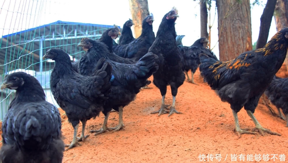  「今明」农民注意：今明2年，村干部带头严抓3件事，要警惕，违