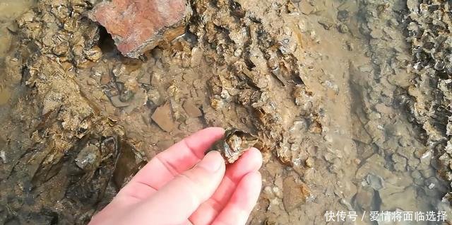 去赶海，发现只梭子蟹，刚走近就舞着蟹钳要夹人！