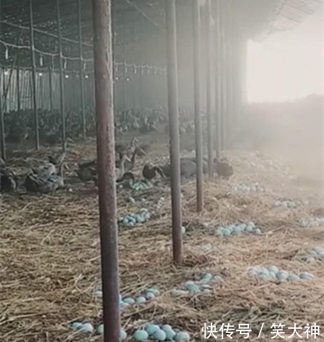 农民养殖它食量又大，下的蛋比鸭蛋大，却值7元一个