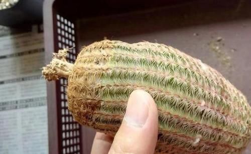  「不难」花店买的仙人球养不活？告诉你原因，下次长点心，仙人球并不难养