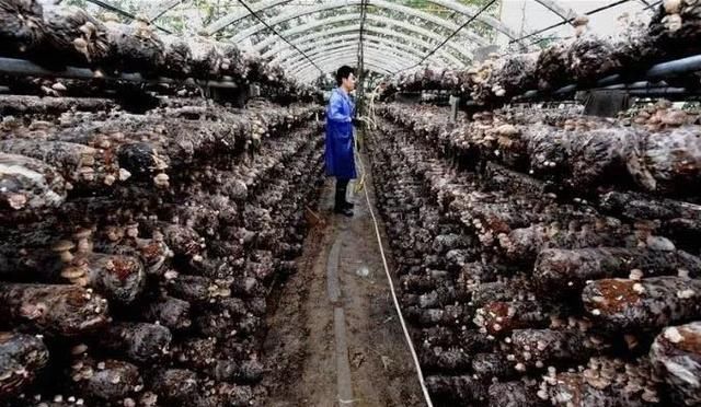  大棚■这个地方四季产香菇，年增收250万